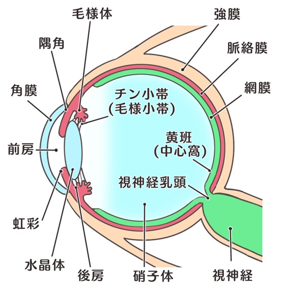 眼球の垂直断面図