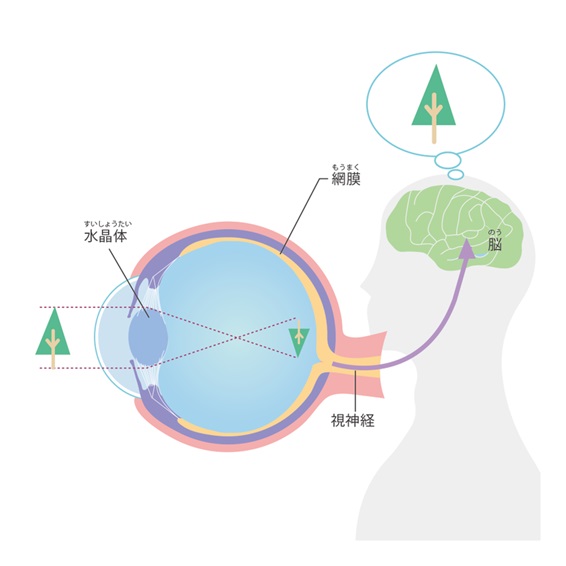 視神経のイメージ